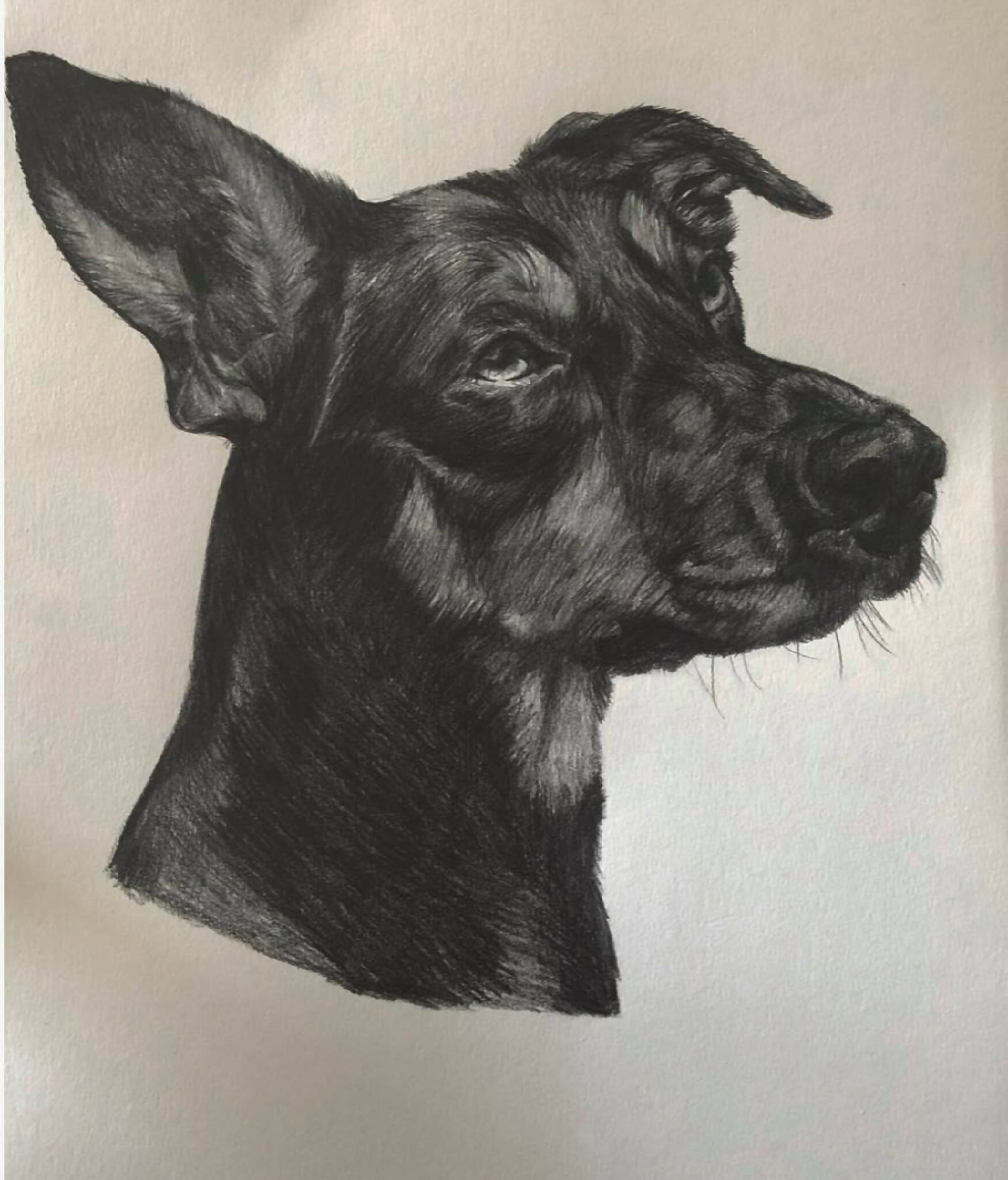 Graphite custom pet portrait drawing sketch