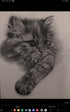 Graphite custom pet portrait drawing sketch