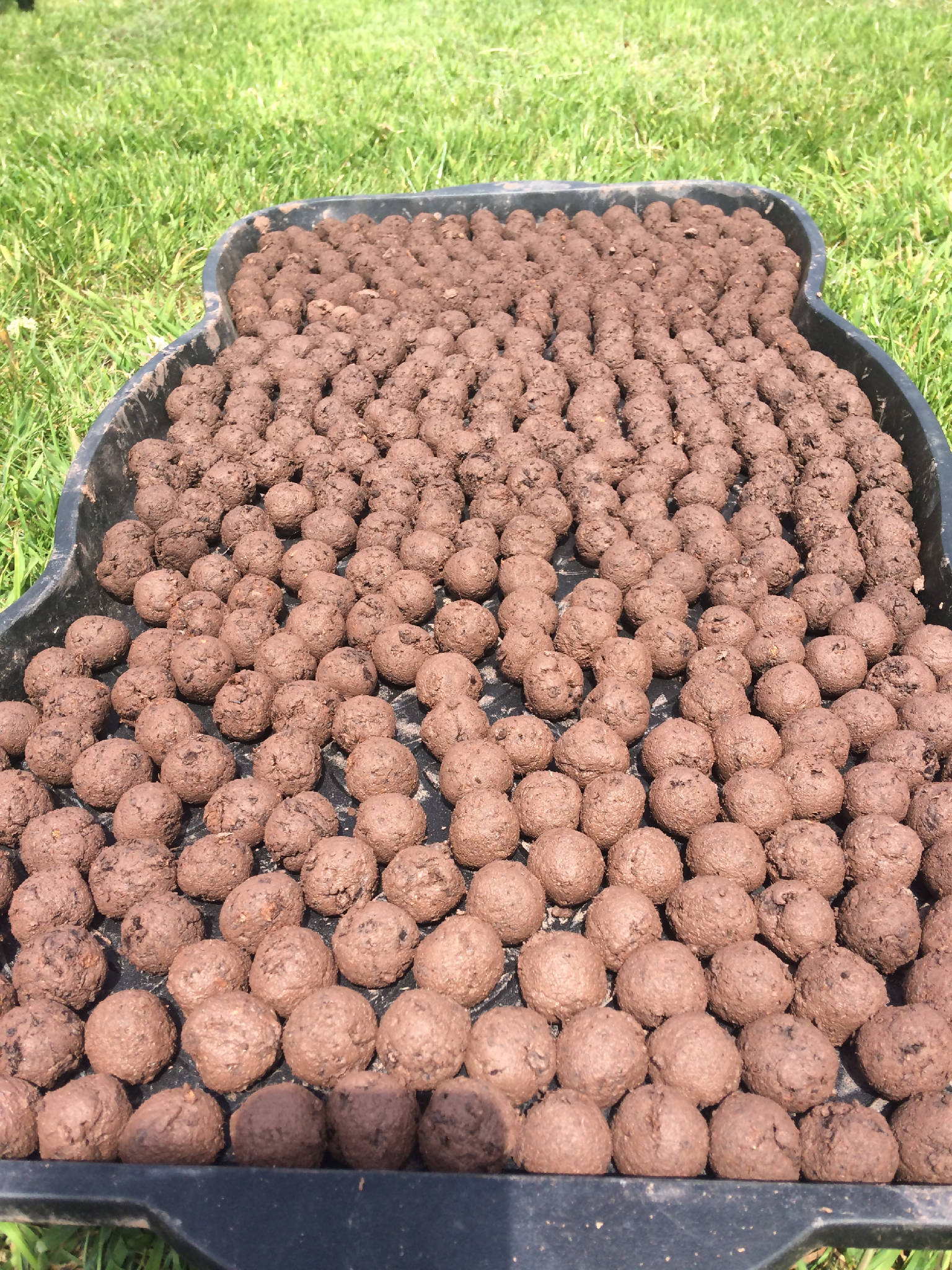 20 x Wildflower Seed Bombs| Eco Friendly| Easy Gardening| Bee Friendly| RHS Perfect Pollinators