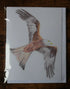 Red Kite