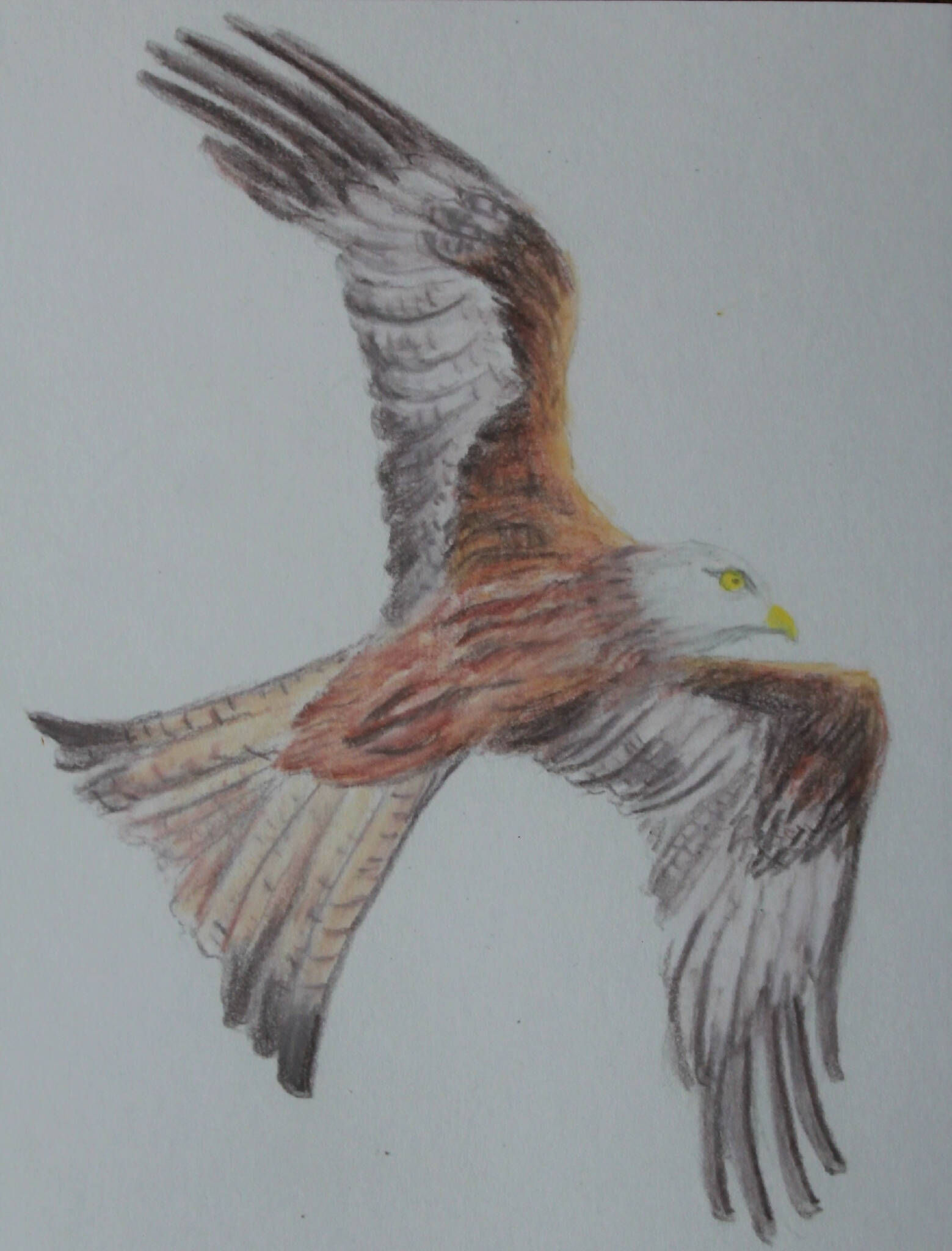 Red Kite