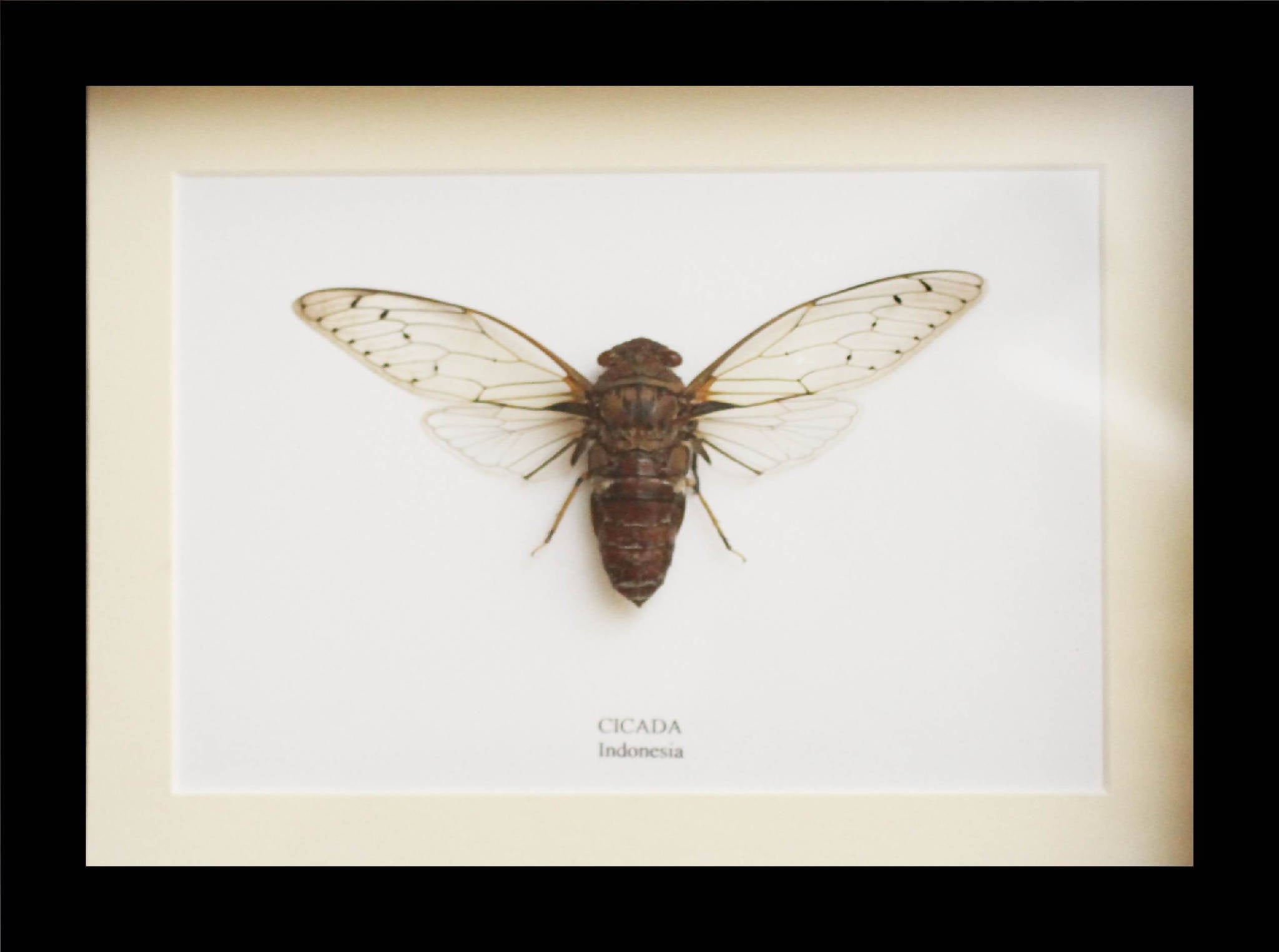 giant cicada