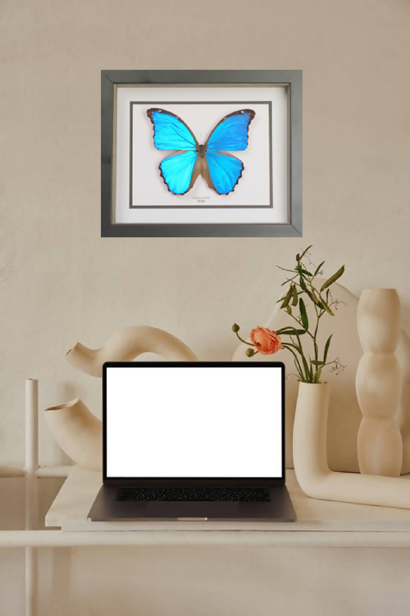 blue morpho butterfly