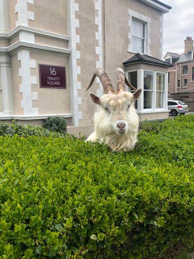 Llandudno Goats Mug