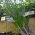 Herb labels