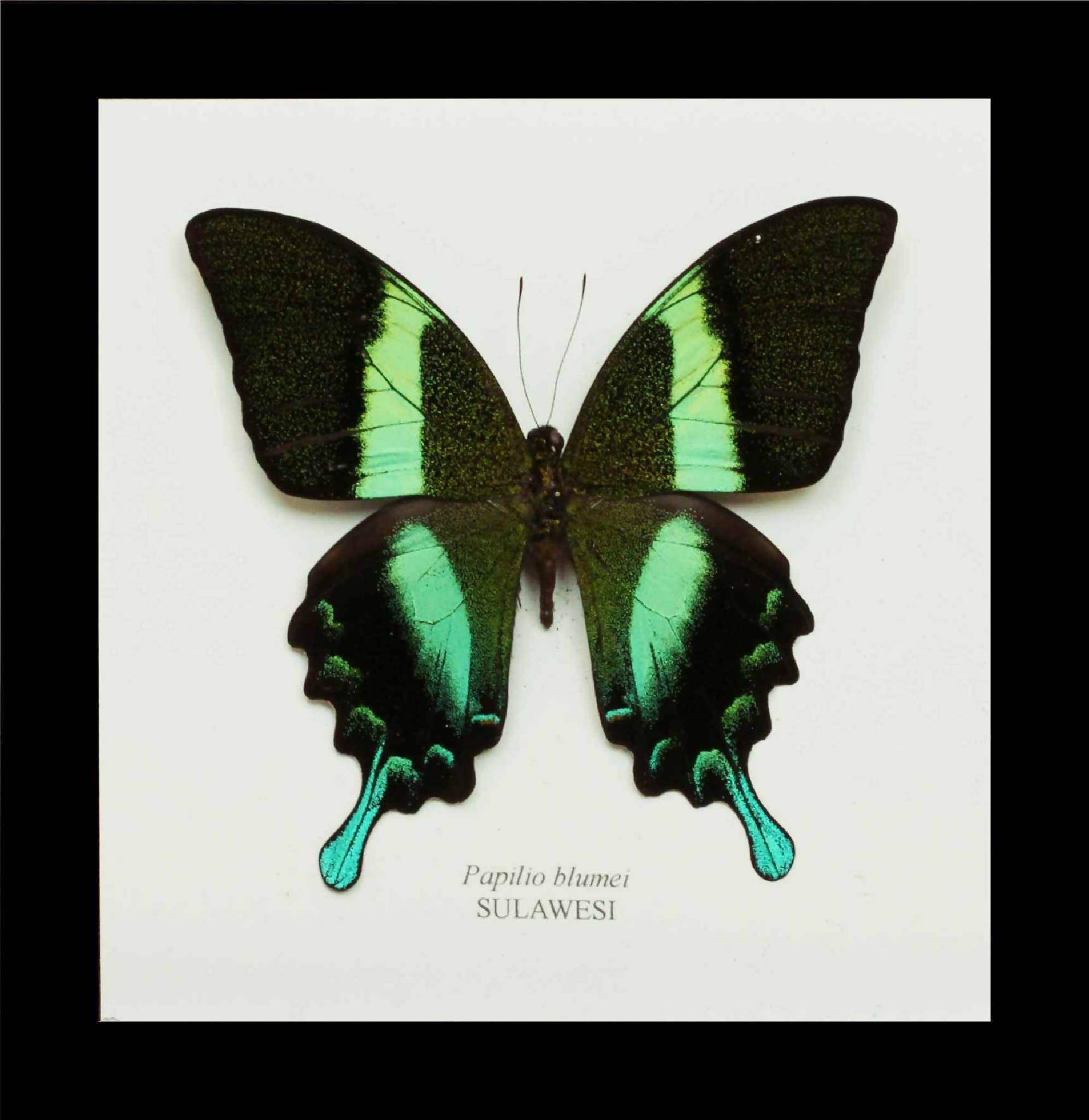 papilio blumei