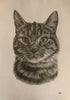 Graphite custom pet portrait drawing sketch