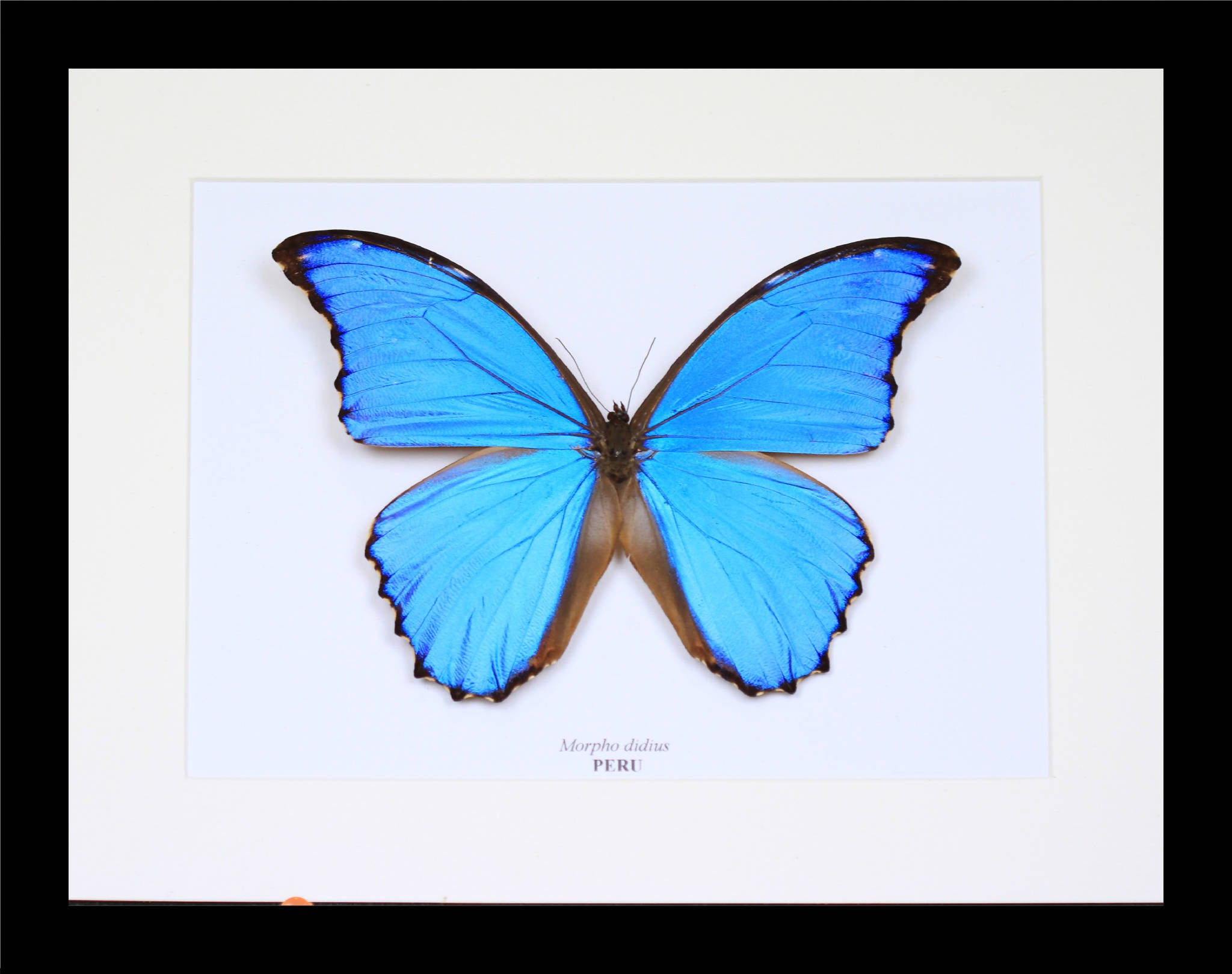 blue morpho butterfly