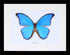 blue morpho butterfly