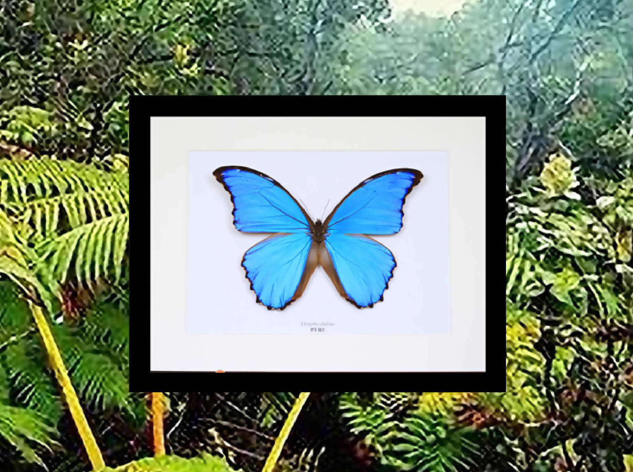 blue morpho butterfly