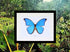 blue morpho butterfly