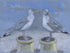 Potty Gulls A5 Greeting Card