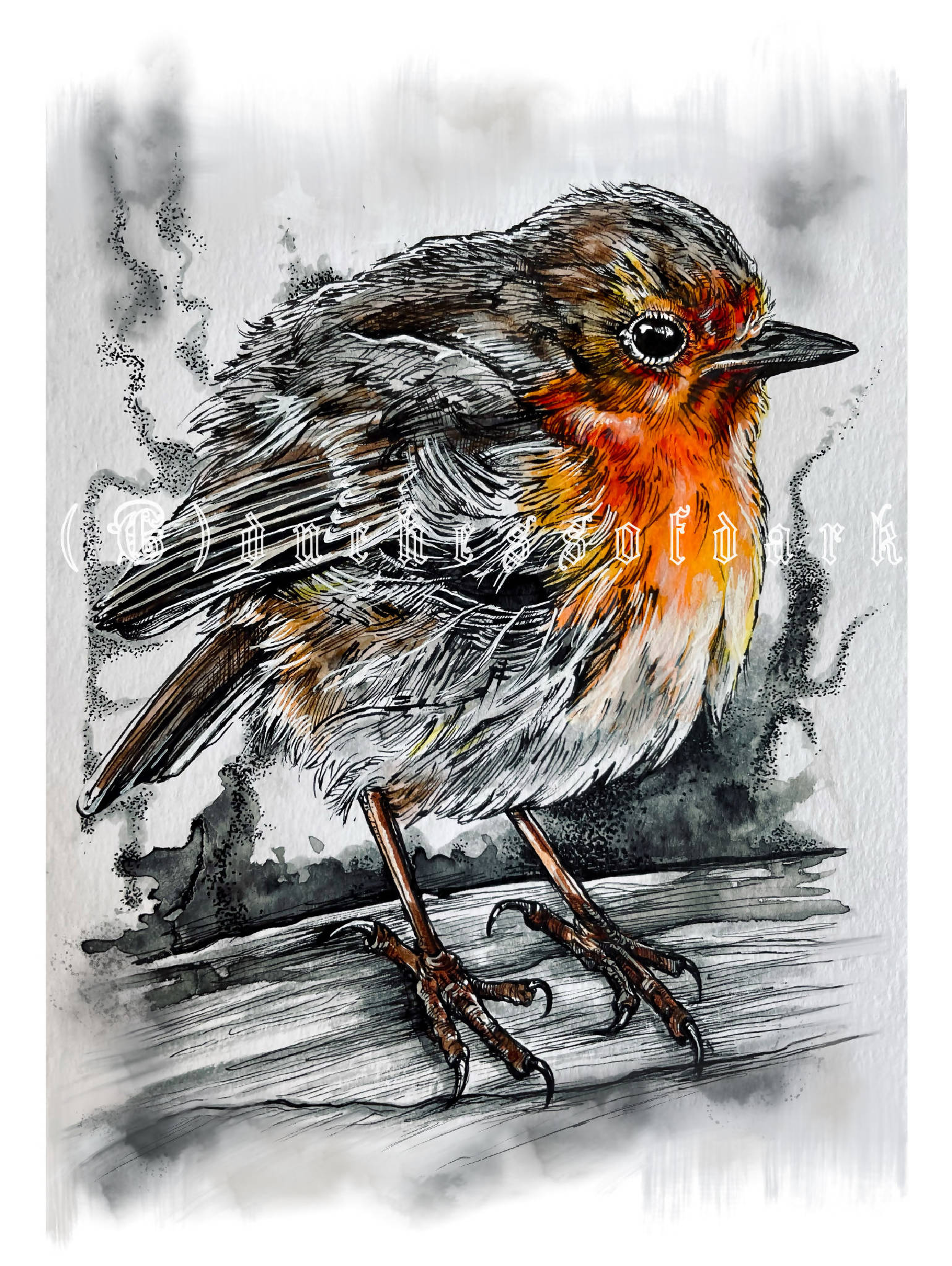 Little Welsh Robin Giclee Fine Art print