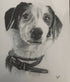 Graphite custom pet portrait drawing sketch